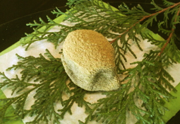 ����Τ������ᾦ��